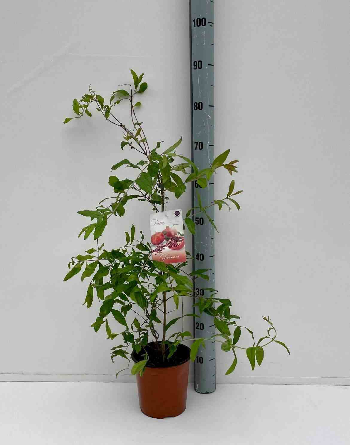 Punica granatum adulte (grenadier à fruits)   rouge - taille pot  230l - 175/200cm - peri 40/50
