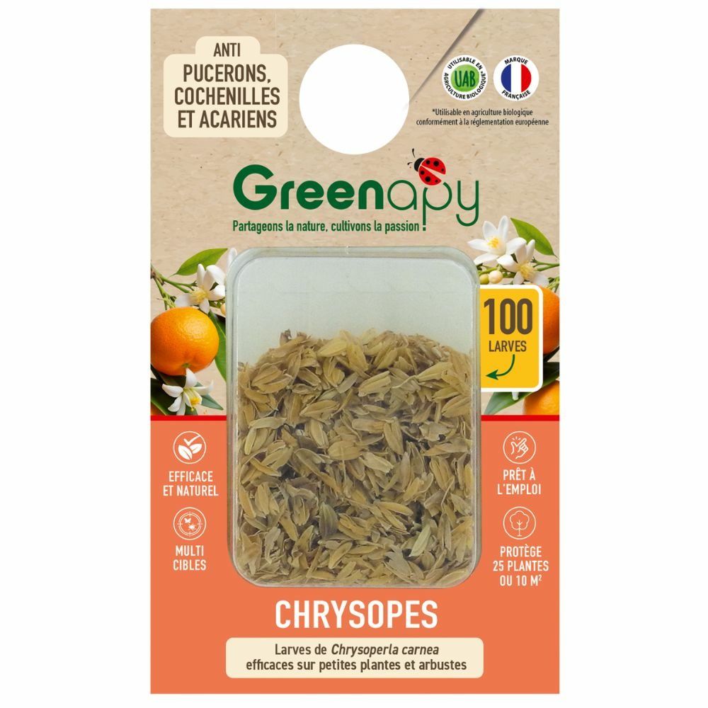 100 larves chrysopes anti-pucerons, cochenilles et acariens