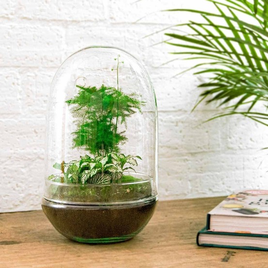 Kit terrarium diy - paris asparagus -