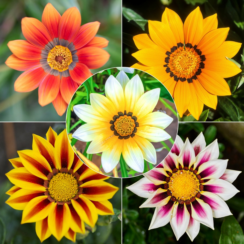 3 gazanias en mélange - les 3 pots / ø 10.5cm, vendu par lot de 2