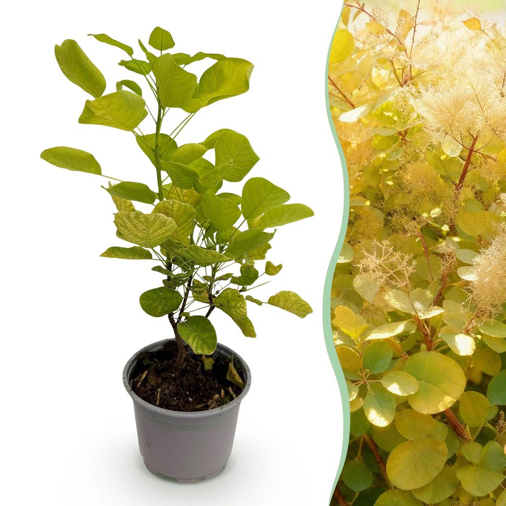 Arbre à perruque 'golden spirit' - pot 12 cm - hauteur 35 cm