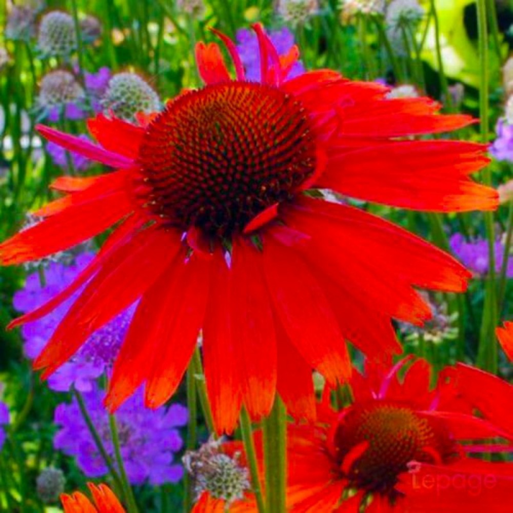 2 Echinacées 'Hot Lava' (Echinacea 'Hot La…