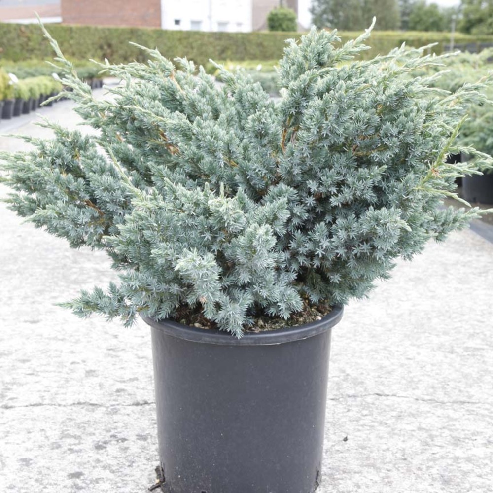 Genévrier écailleux 'meyeri' pot de 3l/4l