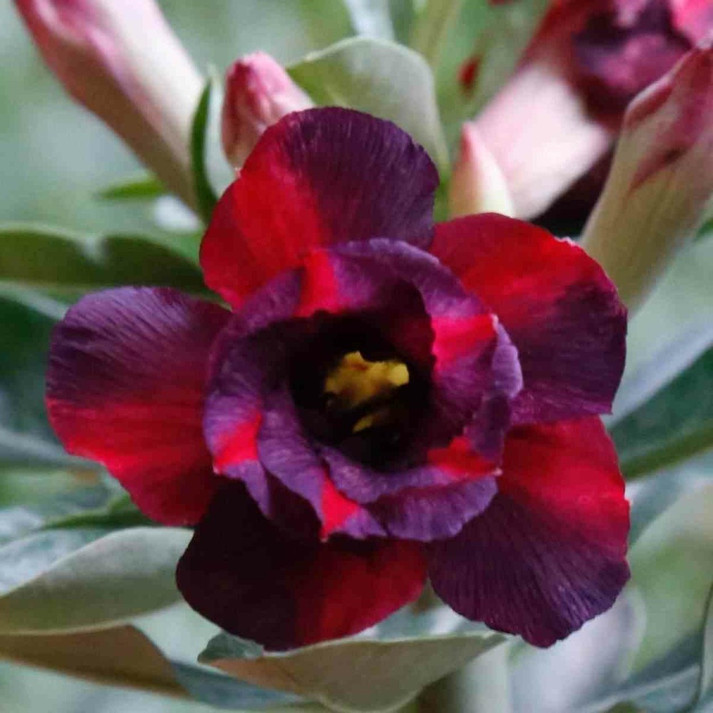 Adenium obesum cv.chokdee couleur floraison:violet - caudex d'environ 150g