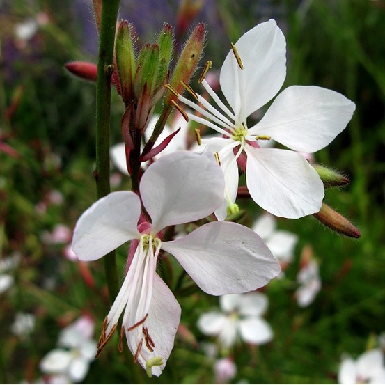 6 x gaura lindheimeri 'whirling butterflies' – godet 9cm x 9cm – floraison abondante blanc-rosé