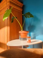 Pot auto irrigant pot-oya 14cm, parfait pour le basilic, design et facile