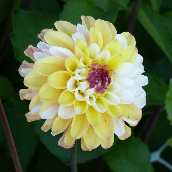 Dahlia gpe pompom ''double jill'' bulbe calibre i
