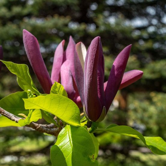 Magnolia black beauty pot de 6l/7l
