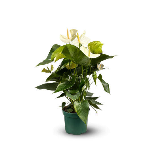 Anthurium blanc - plante d'intérieur - ↕ 60-70 cm - ⌀ 17 cm - plante fleurie