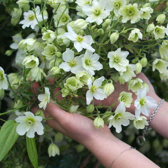 Clématite cartmanii early sensation pot de 3l - echelle bambou 60/120 cm