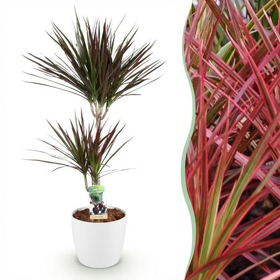 Dracaena magenta - plantes d'intérieur