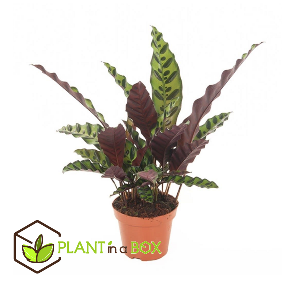 Calathea ornata - goeppertia insignis - hauteur 30-40cm - ⌀12cm