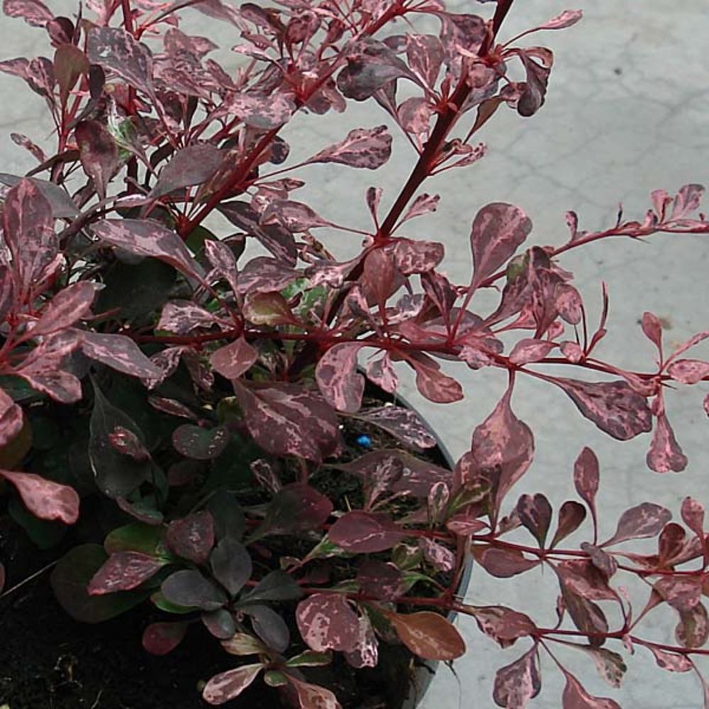 Épine-vinette de thunberg 'rose glow' pot de 2l/3l