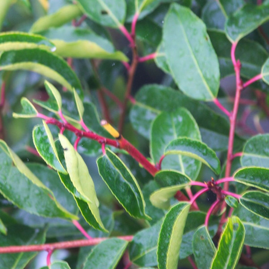 Laurier du portugal, prunus lusitanica godet - 5/20 cm
