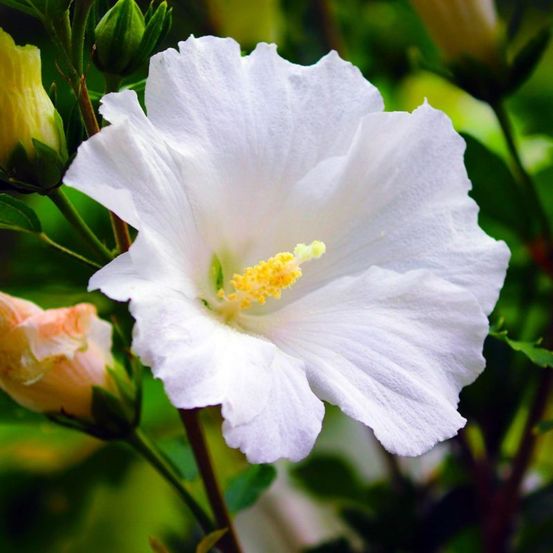 Hibiscus syriacus 'totus albus' (hibiscus syriacus 'totus albus')