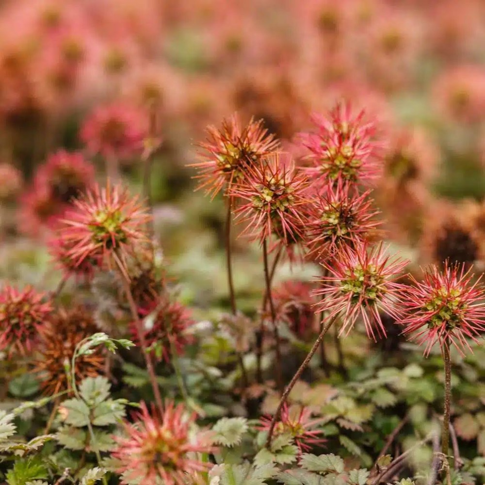 Lampourde de buchanan - le pot / ø 9cm