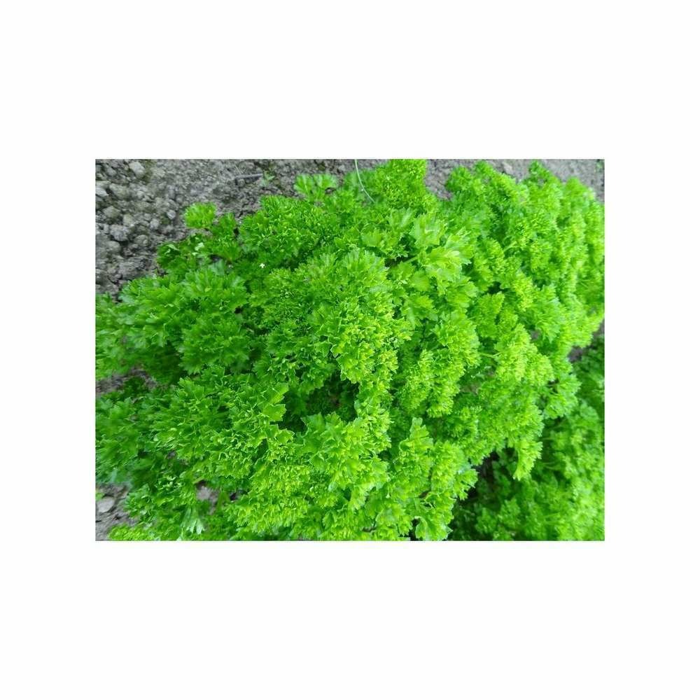 Persil frisÃ© Bravour