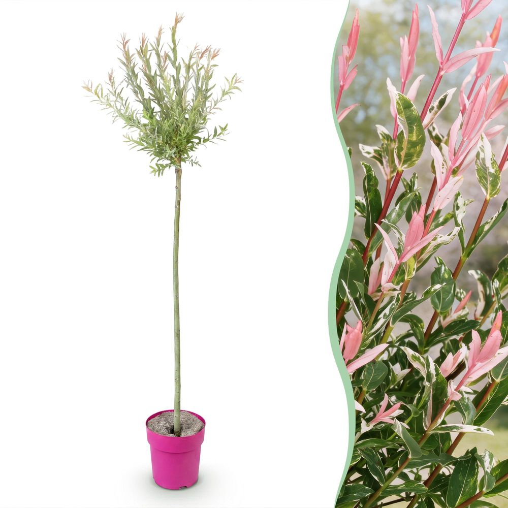 Saule crevette flamingo - h 140-160 cm, pot ø23 cm