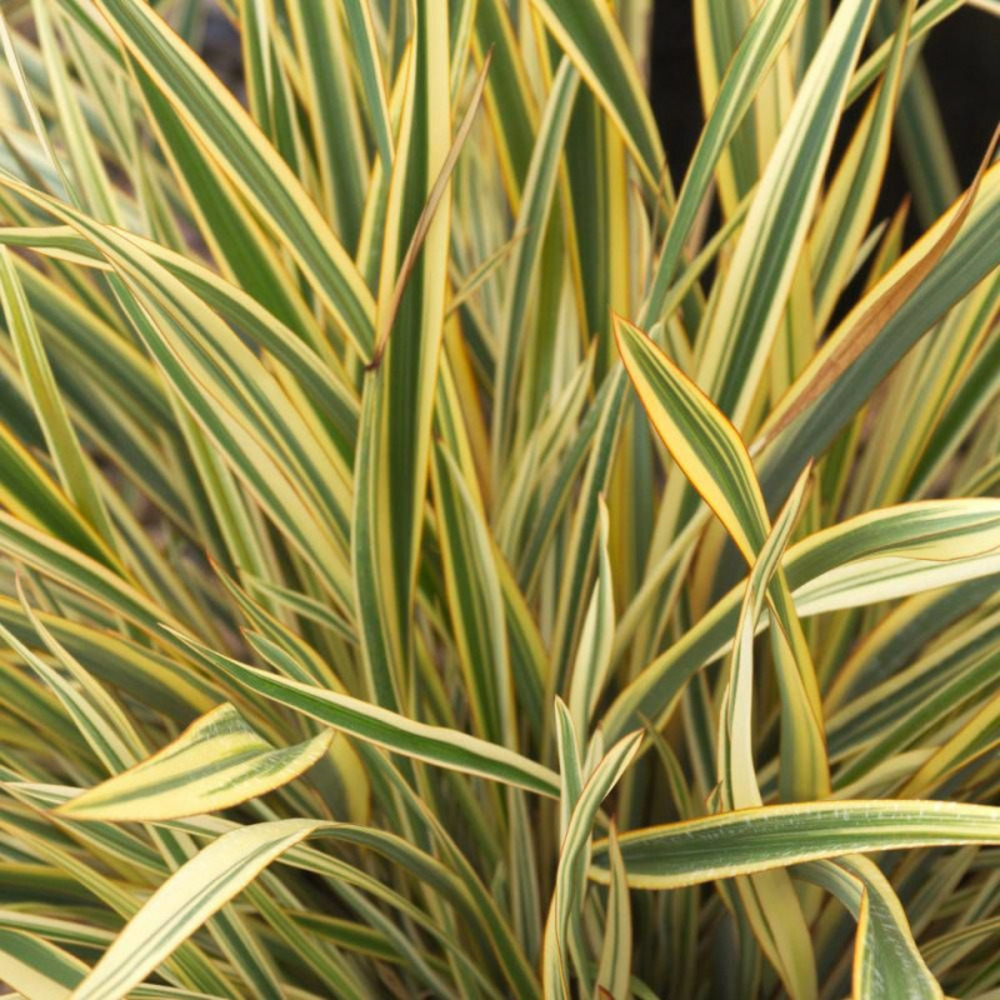 Lin de nouvelle-zélande golden ray pot de 4l - 40/60 cm