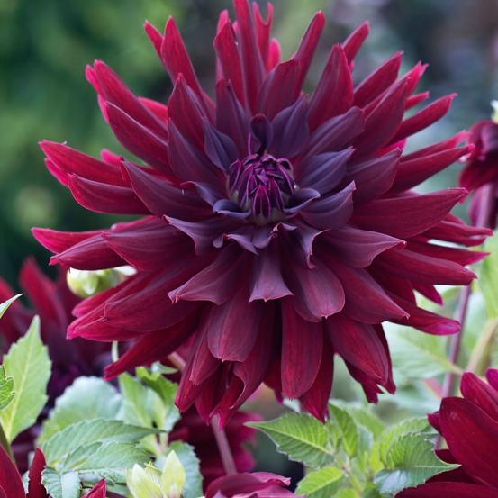Dahlia decoratif rip city - 1 bulbe