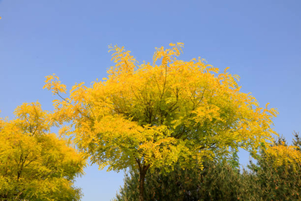 Robinia pseudoacacia frisia - pot 15 l