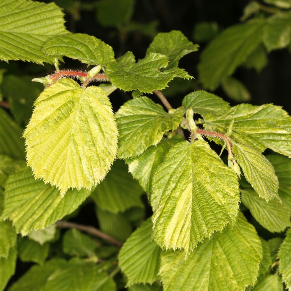 Noisetier commun 'agnieska' pot de 4l/5l