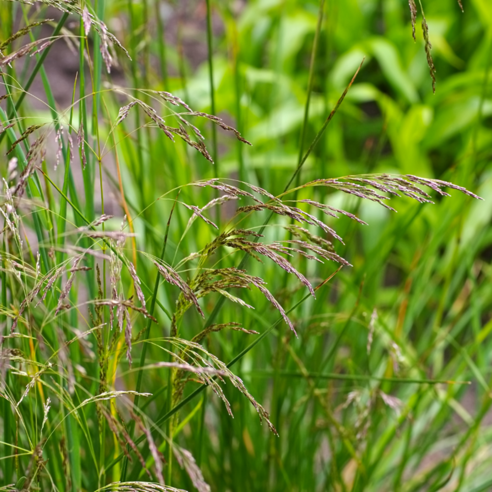 Canche cespiteuse goldschleier - deschampsia cespitosa goldschleier 20/30 cm pot 3l