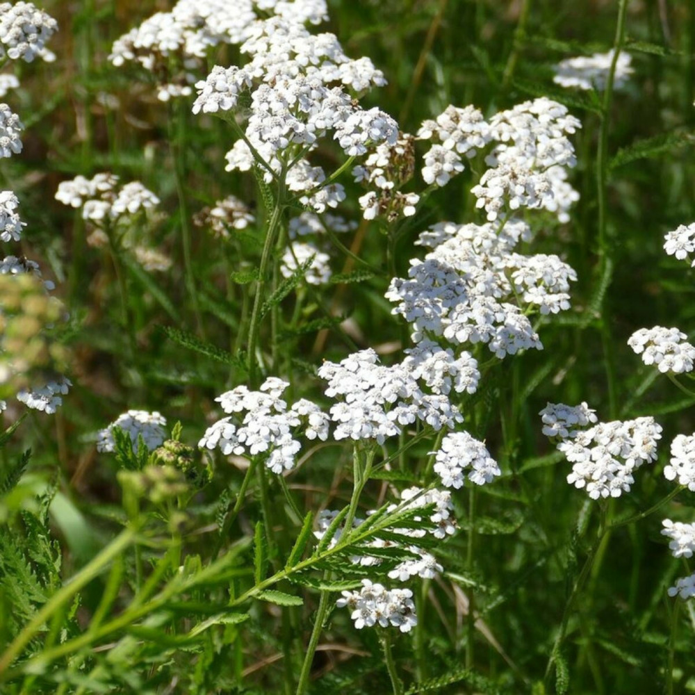 Achillée millefeuille lot de 9 godets