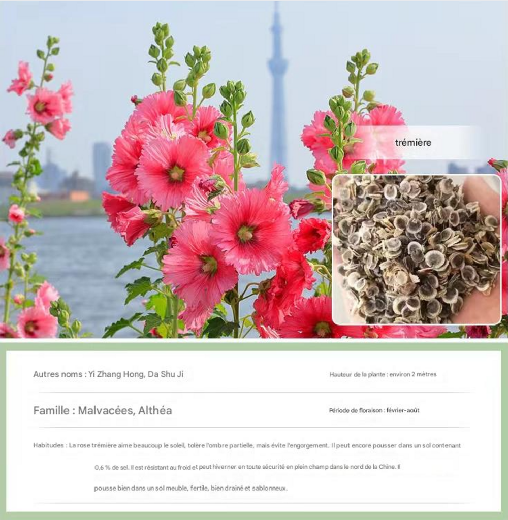 Dtopbuyage - graines de rose trémière 100 gélules