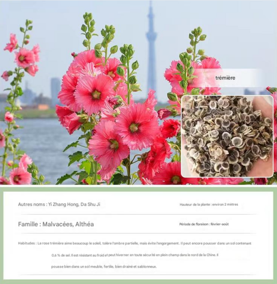 Dtopbuyage - graines de rose trémière 100 gélules