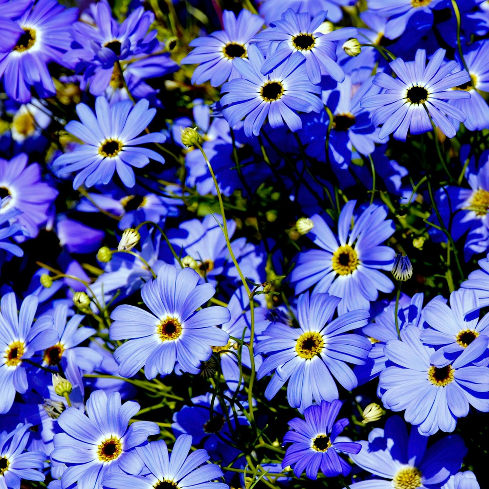 Brachycome - le pot / ø 10,5cm