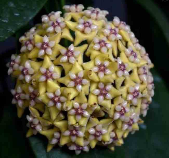 Hoya coriacea (fleur de porcelaine, fleur de cire)   jaune - taille pot de 2 litres - 20/40 cm