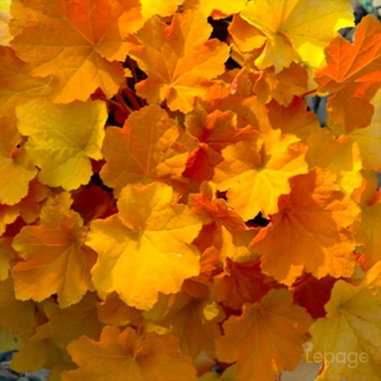 2 Heuchères 'Caramel' (Heuchera 'Caramel')…