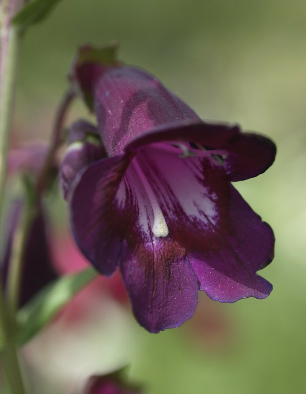 Galane 'blackbird' godet de 7/8 cm