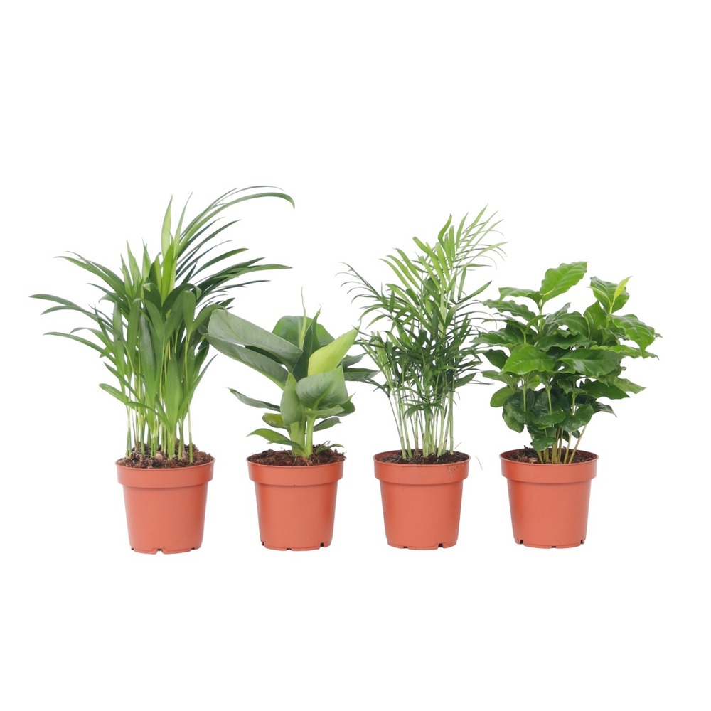Plantes d'intérieur tendance - set de 4 - hauteur 25-40cm - ⌀12cm