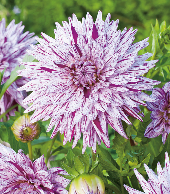 Dahlia cactus hy trio