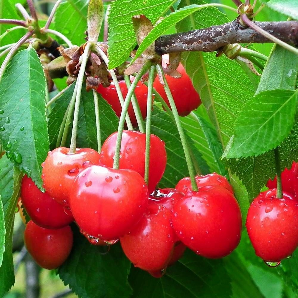 Cerisier colonnaire hong kong® pot de 7,5l - 80/100 cm