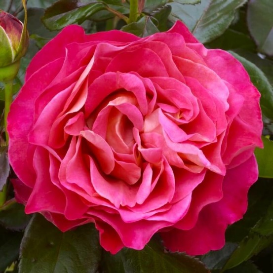 Rosier Grimpant 'Belle Époque®'…