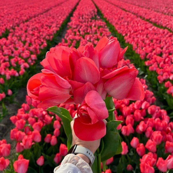Tulipe 'van eijk' - 15 bulbes (taille 12+)