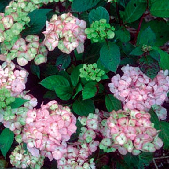 Hortensia 'preziosa' pot de 7,5l/10l