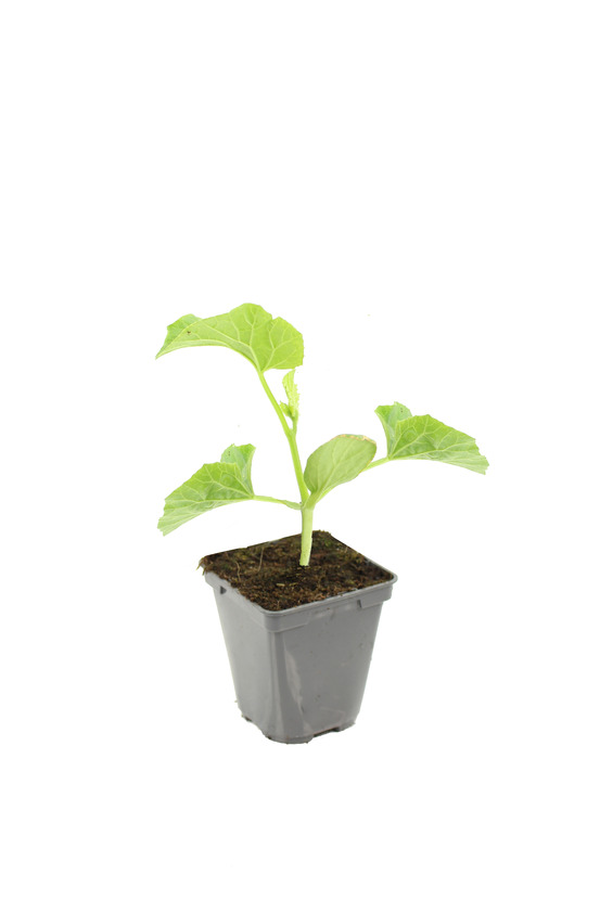 Plant de melon petit gris de rennes type charentais pot 0,5 litre