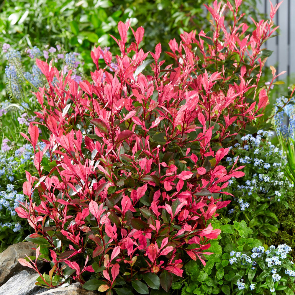Photinia fraseri little fenna - le pot / 4l, vendu par lot de 2