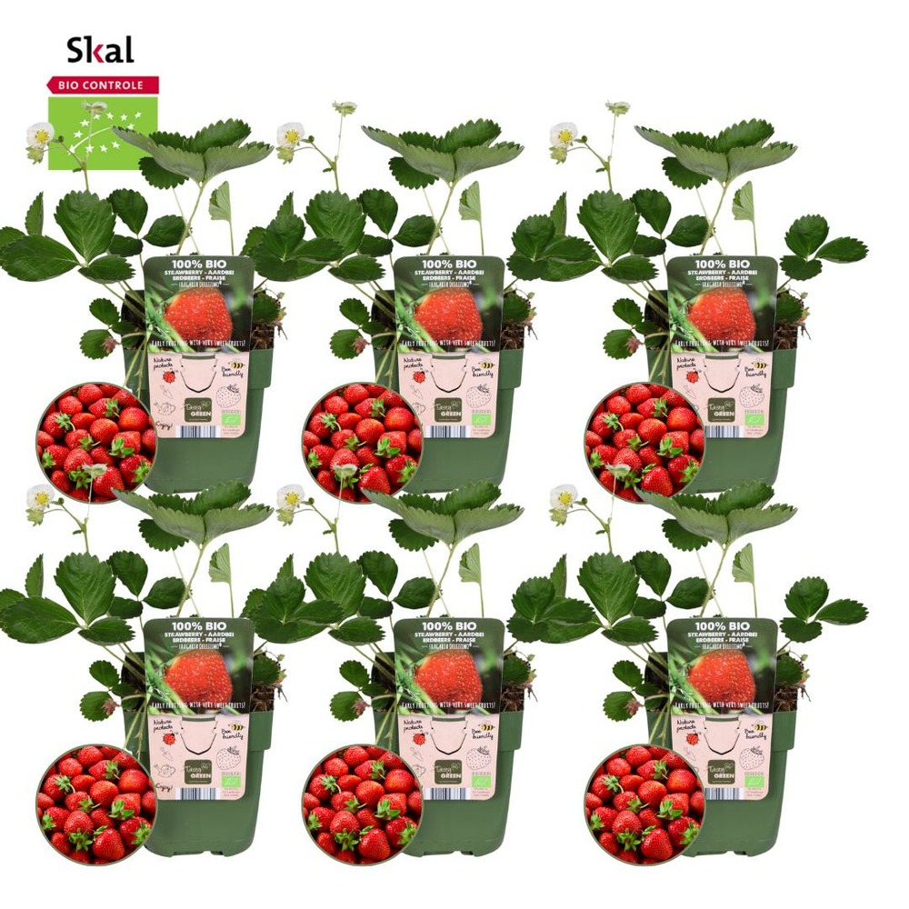 Lot de 6 - bio ensemble de plants de fraises - h20 cm