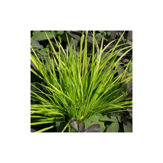 Acore gramineus hakuro-nishiki, acorus lot de 3 godets