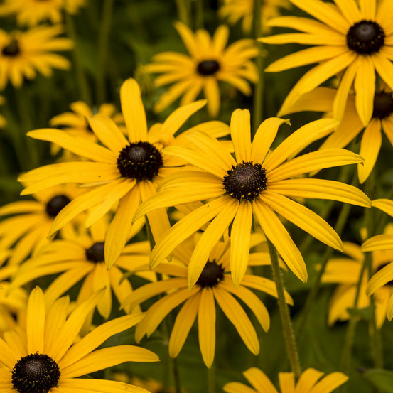 Rudbeckia deamii - le pot / ø 9cm