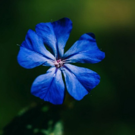 Plumbago de wilmott (ceratostigma willmottianum)