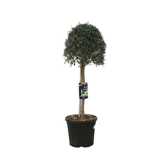 Olivier olea europaea diamètre 40/50cm pot 25l
