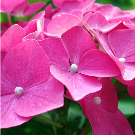 Hortensia macrophylla teller rouge - hydrangea macrophylla teller rouge 30/35 cm pot 3l