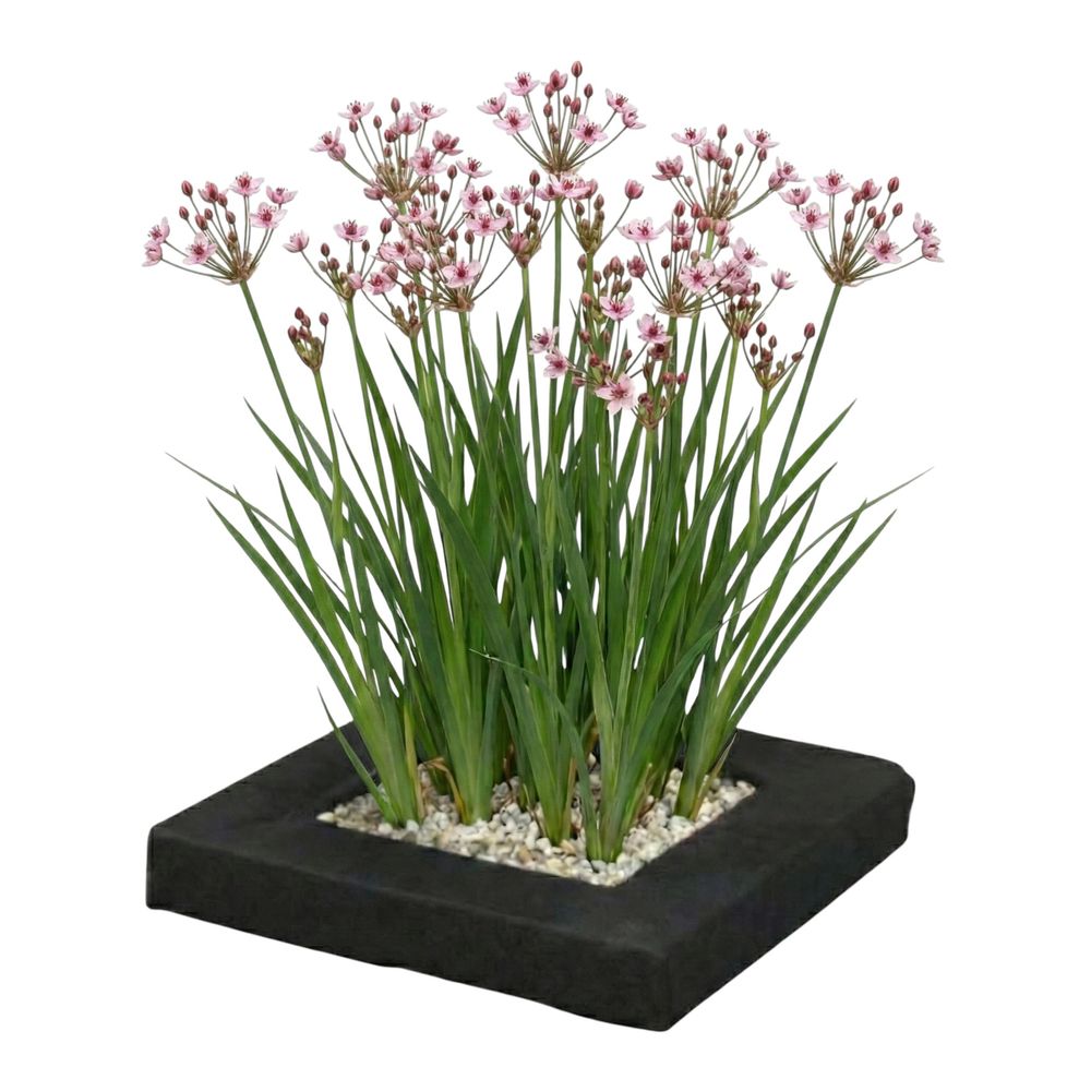 Îlot végétal pour bassin butomus umbellatus lot de 4 plantes
