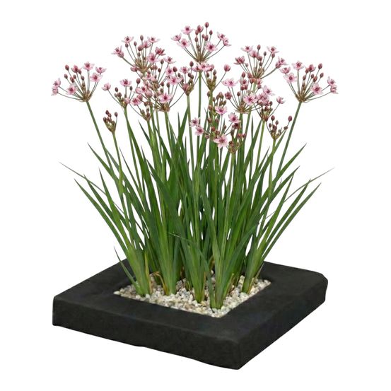 Îlot végétal pour bassin butomus umbellatus lot de 4 plantes